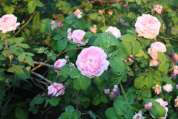 Flowers, Roses, Flower Bed, Flowerbed, Buds HD wallpaper