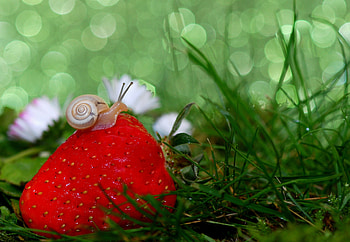 Strawberry, Grass, Macro, Snail HD wallpaper