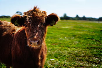 A young brown cow standing in a green pasture on a sunny summer day. HD wallpaper