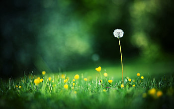 Flowers, Grass, Macro, Glare, Shine, Light, Polyana, Glade HD wallpaper