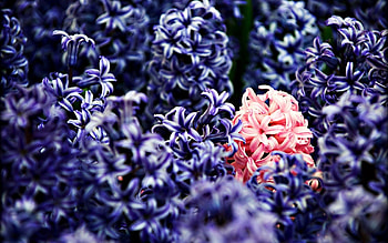 Flowers, Lilac, Macro, Lot HD wallpaper