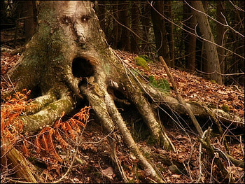 Enchanted Forest Tree Face, face, leaves, forest, tree HD wallpaper
