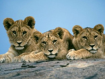 Young Lions , lions, young HD wallpaper