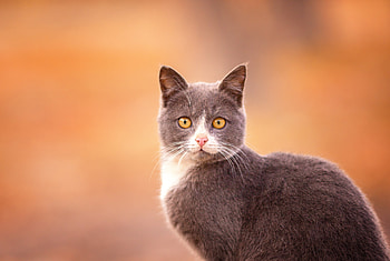 Animals, Cat, Muzzle, Grey, Sight, Opinion, Astonishment, Surprise HD wallpaper