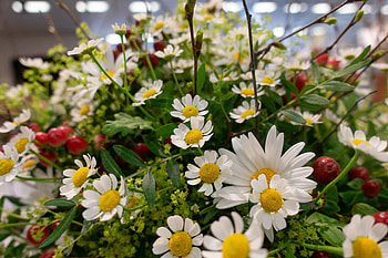 Flowers, decorative, daisy HD wallpaper