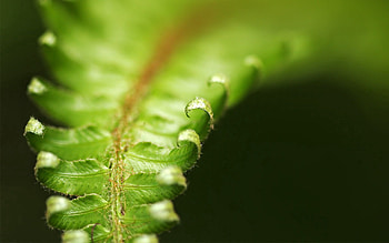 Leaves, Macro, Fern, Carved HD wallpaper