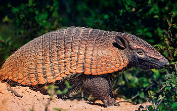 Animals, Sand, Bush, Battleship, Armadillo, South America HD wallpaper
