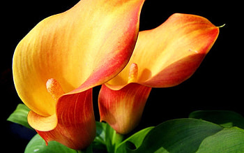 Calla Lily, Exquisite blooms, Vibrant floral display, Captivating flower HD wallpaper
