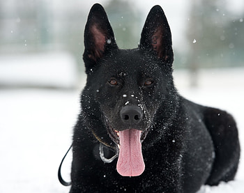 Animals, Snow, Dog, Protruding Tongue, Tongue Stuck Out, German Shepherd HD wallpaper