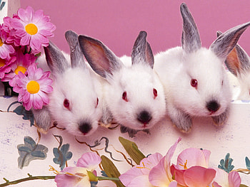 Three's A Crowd, little rabbit, a crowd, red eyes HD wallpaper