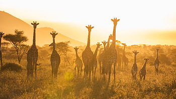 Serengeti National Park, Frankfurt Zoological Society, Wildlife conservation, Conservation projects HD wallpaper