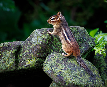 Animal, chipmunk HD wallpaper