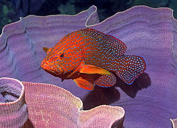 Dotted Fish, dotted, fish, beautiful HD wallpaper