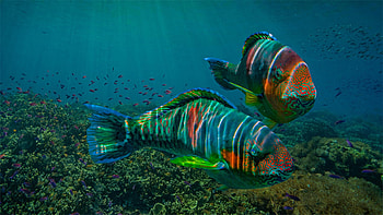 Parrotfish, animal, fish, water HD wallpaper