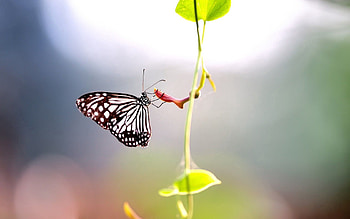 Leaves, Macro, Butterfly, Wings, Stem, Stalk, Leaflets HD wallpaper