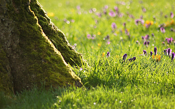 Nature, Flowers, Grass, Wood, Tree, Moss HD wallpaper