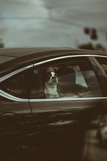 Funny, Animals, Dog, Car, Machine, Bulldog HD phone wallpaper