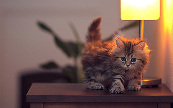 Animals, Fluffy, Kitty, Kitten, To Lie Down, Lie, Lamp HD wallpaper