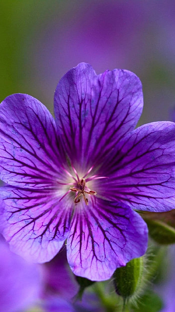 Purple Flowers, Flower, Background HD phone wallpaper