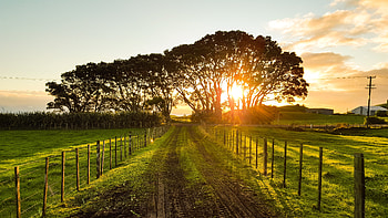 Country Road, morning, country, sunrise, walkway, tree, green, road, evening, sunset HD wallpaper