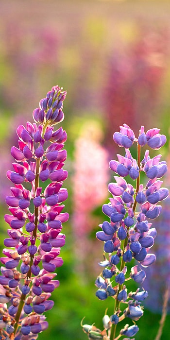 Wild lupines in bloom, nature HD phone wallpaper