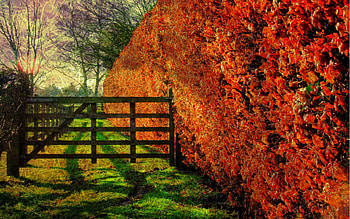 close to the edge, trees, autumn, edge, fence HD wallpaper