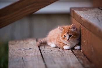 Kitten Cute, kitten, animals HD wallpaper