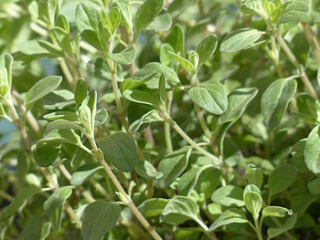 Marjoram farmhouse, Sweet flavor, Fragrant herb, Culinary uses HD wallpaper