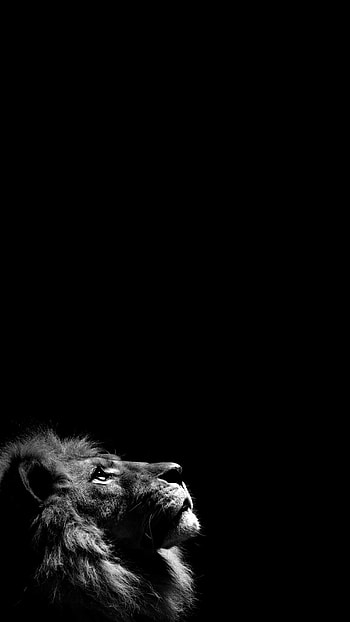 Roaring lion, Intense gaze, Striking visuals, Wildlife graphy HD phone wallpaper