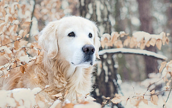 White golden retriever, , Beautiful background, Graceful appearance HD wallpaper