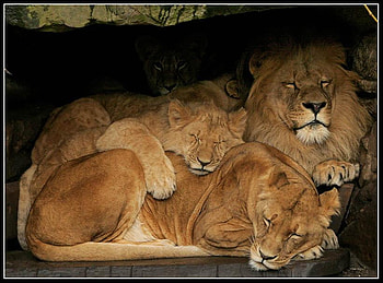 Sleeping Lions, animal, cats, sleeping, lions HD wallpaper