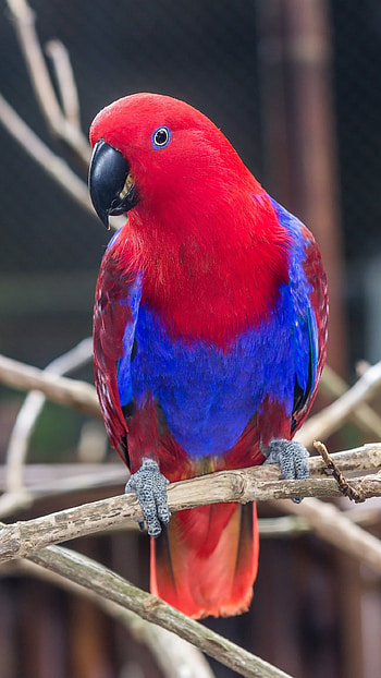 Parrot, Blue Red HD phone wallpaper