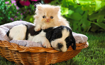 Puppy and kitten, Baby Animal HD wallpaper