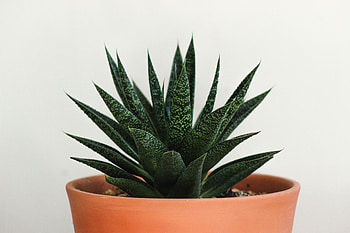House plant, cactus, leaf, basket HD wallpaper