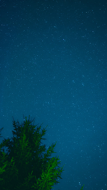 Nature, Sky, Stars, Night, Wood, Tree HD phone wallpaper