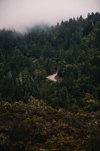 Nature, Trees, Road, Turn, Forest, Fog HD phone wallpaper