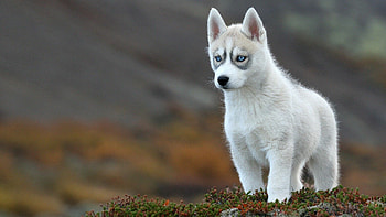 Siberian Husky, Puppy cuteness, backgrounds, Mobile HD wallpaper
