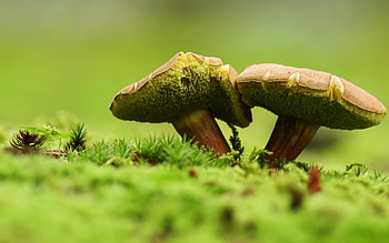 Macro wonders, Up-close details, High-resolution beauty, Visual masterpiece HD wallpaper