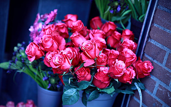 Plants, Flowers, Roses HD wallpaper