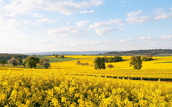 Rapeseed Fields, clouds, trees, fields, rapeseed HD wallpaper