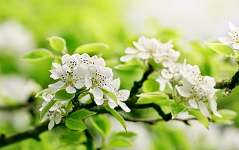Apple Flowers Bloom, green, trees, apple, nature, flowers, bloom HD wallpaper