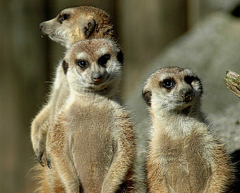 meerkats, erdmaennchen, desert, cute, amazing, adorabel, meeerkat HD wallpaper