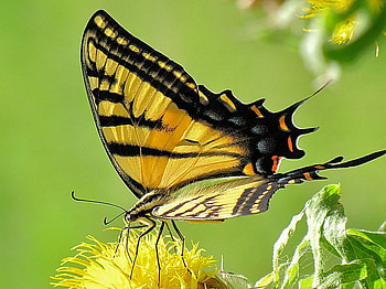 Sweet, black, stem, yellow, flower, green, swallowtail, beauty HD wallpaper