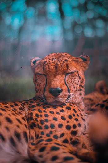 Wildlife, relaxed, predator, sleep, cheetah HD phone wallpaper