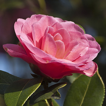Winter-hardy camellias, Beautiful garden HD phone wallpaper
