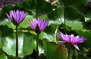 Flowers, Leaves, Water Lilies, Shine, Light, Close-Up HD wallpaper