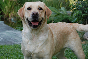 Labrador Retriever, Beautiful , Stunning HD wallpaper