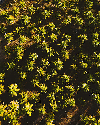 Nature, Palms, View From Above, Road HD phone wallpaper