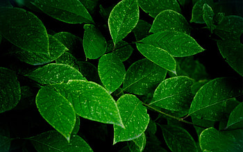 Plants, Leaves HD wallpaper