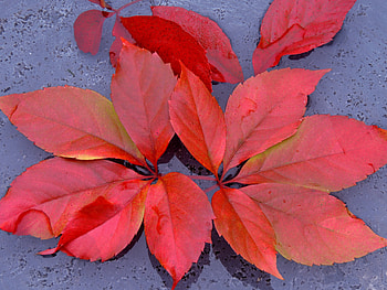 Autumn Leaves, Abstract, graphy, Leaves, Nature, Autumn HD wallpaper